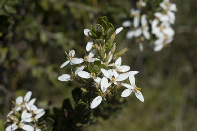 APII jpeg image of Olearia myrsinoides  © contact APII