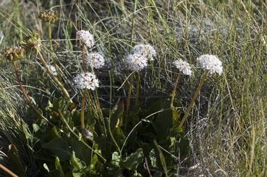 APII jpeg image of Trachymene humilis  © contact APII