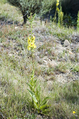 APII jpeg image of Verbascum virgatum  © contact APII