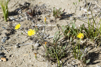 APII jpeg image of Crepis capillaris  © contact APII