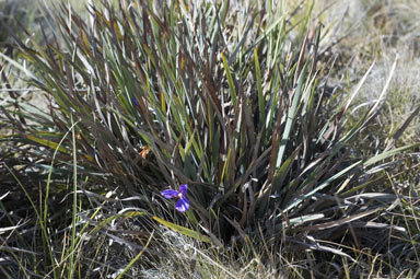 APII jpeg image of Patersonia sericea var. sericea  © contact APII