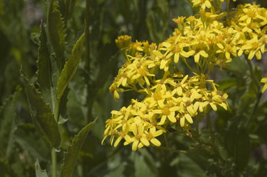 APII jpeg image of Senecio linearifolius var. latifolius  © contact APII