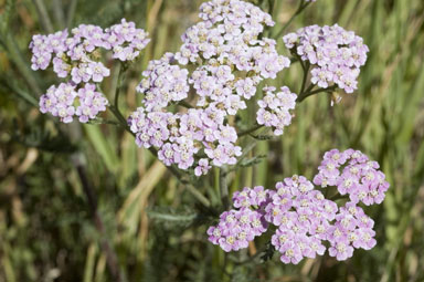 APII jpeg image of Achillea millefolium  © contact APII