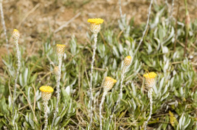 APII jpeg image of Leptorhynchos squamatus subsp. alpinus  © contact APII