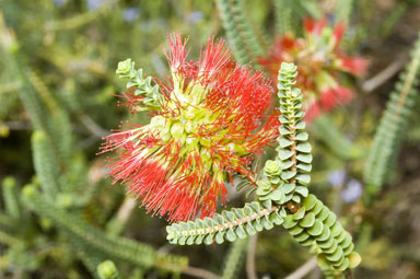 APII jpeg image of Beaufortia orbifolia  © contact APII