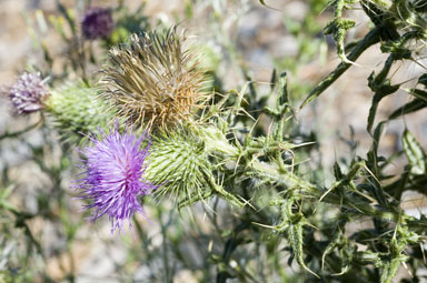 APII jpeg image of Cirsium vulgare  © contact APII