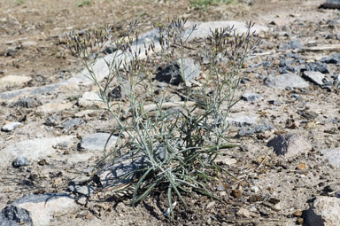 APII jpeg image of Senecio quadridentatus  © contact APII