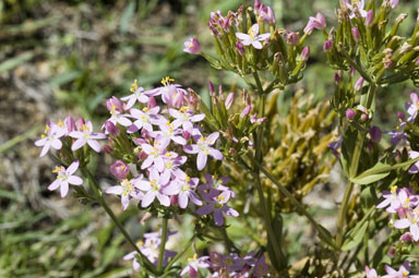 APII jpeg image of Centaurium erythraea  © contact APII