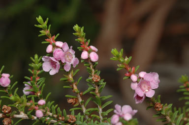 APII jpeg image of Thryptomene denticulata  © contact APII