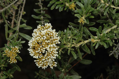 APII jpeg image of Ozothamnus cuneifolius  © contact APII