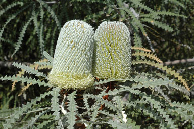 APII jpeg image of Banksia speciosa  © contact APII