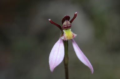 APII jpeg image of Eriochilus cucullatus  © contact APII