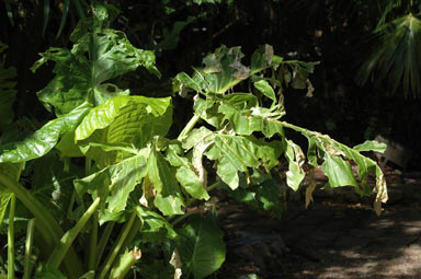 APII jpeg image of Alocasia macrorrhizos  © contact APII