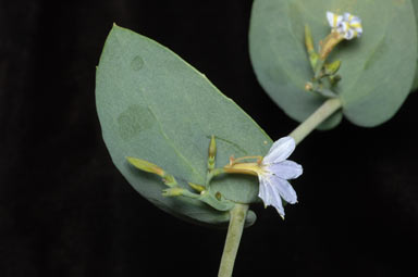 APII jpeg image of Scaevola brookeana  © contact APII