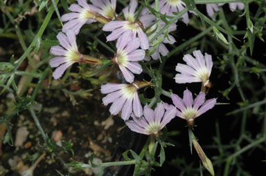 APII jpeg image of Scaevola oxyclona  © contact APII