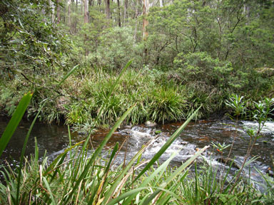 APII jpeg image of Lomandra longifolia  © contact APII