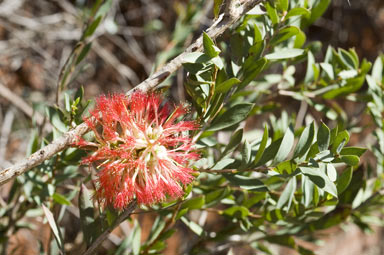 APII jpeg image of Melaleuca macronychia subsp. macronychia  © contact APII