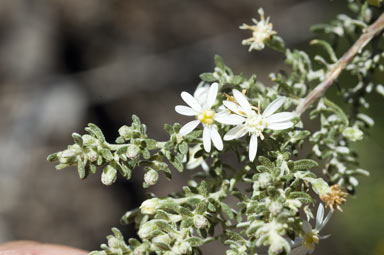 APII jpeg image of Olearia microphylla  © contact APII