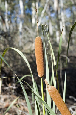 APII jpeg image of Typha orientalis  © contact APII