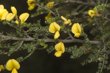 APII jpeg image of Bossiaea foliosa  © contact APII