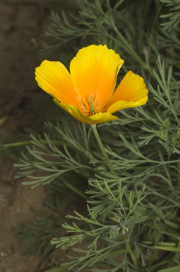 APII jpeg image of Eschscholzia californica  © contact APII