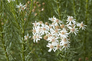 APII jpeg image of Olearia glandulosa  © contact APII