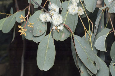 APII jpeg image of Eucalyptus camphora subsp. humeana  © contact APII