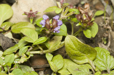 APII jpeg image of Prunella vulgaris  © contact APII