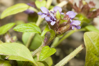 APII jpeg image of Prunella vulgaris  © contact APII