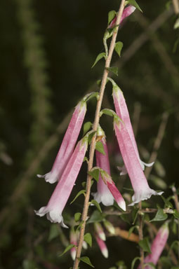 APII jpeg image of Epacris longiflora 'Nectar Pink'  © contact APII