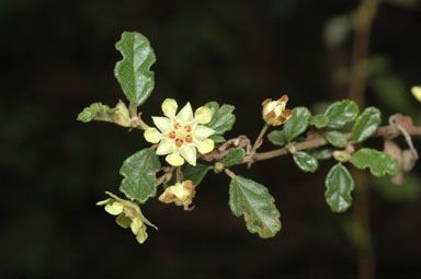 APII jpeg image of Androcalva luteiflora  © contact APII