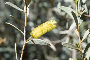 APII jpeg image of Acacia minyura  © contact APII