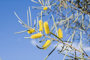 APII jpeg image of Acacia brachystachya  © contact APII