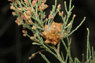 APII jpeg image of Gymnostoma australianum  © contact APII