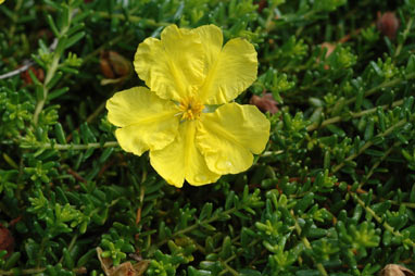 APII jpeg image of Hibbertia serpyllifolia  © contact APII
