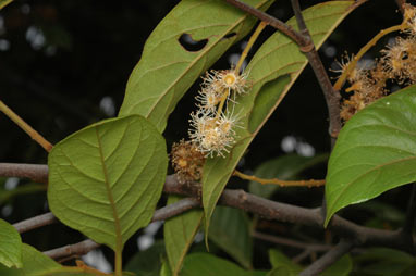 APII jpeg image of Prunus turneriana  © contact APII