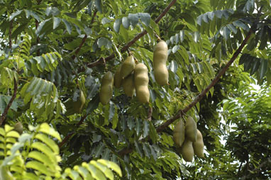 APII jpeg image of Castanospermum australe  © contact APII