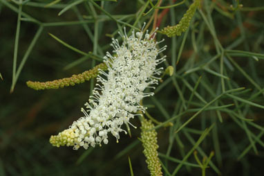 APII jpeg image of Grevillea leucoclada  © contact APII