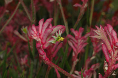 APII jpeg image of Anigozanthos 'Bush Pearl'  © contact APII