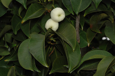 APII jpeg image of Syzygium pseudofastigiatum  © contact APII