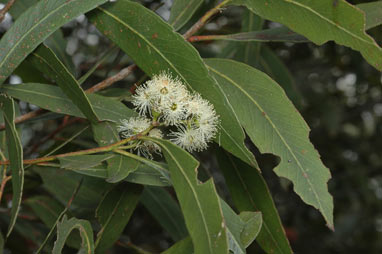 APII jpeg image of Eucalyptus viridis  © contact APII