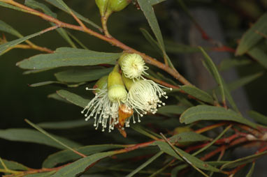 APII jpeg image of Eucalyptus captiosa  © contact APII