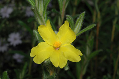 APII jpeg image of Hibbertia platyphylla subsp. major  © contact APII