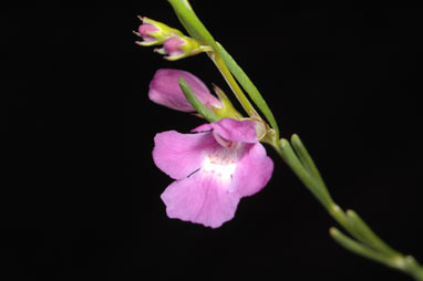APII jpeg image of Hemigenia brachyphylla  © contact APII