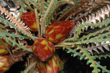 APII jpeg image of Banksia obtusa  © contact APII