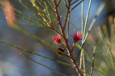 APII jpeg image of Allocasuarina zephyrea  © contact APII