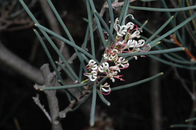 APII jpeg image of Hakea cycloptera  © contact APII