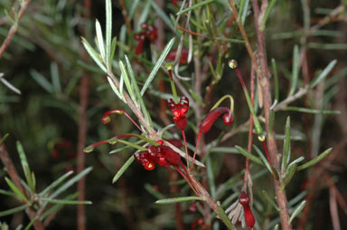 APII jpeg image of Grevillea acuaria  © contact APII