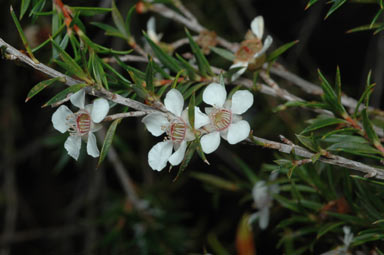 APII jpeg image of Leptospermum squarrosum  © contact APII