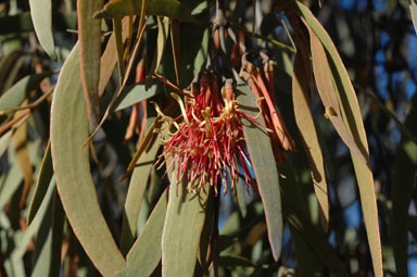 APII jpeg image of Amyema pendula subsp. pendula  © contact APII